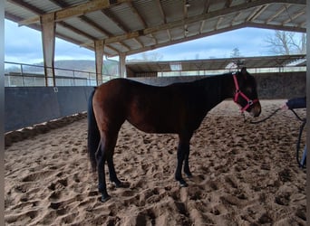 American Paint Horse, Yegua, 2 años, 150 cm, Castaño