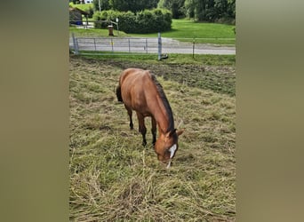 American Paint Horse, Yegua, 2 años, 150 cm, Castaño