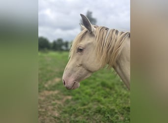 American Paint Horse, Yegua, 2 años, 150 cm, Champán