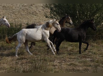 American Paint Horse, Yegua, 2 años, 150 cm, Champán