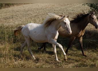American Paint Horse, Yegua, 2 años, 150 cm, Champán