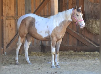 American Paint Horse, Yegua, 2 años, 150 cm, Champán