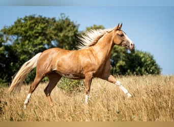 American Paint Horse, Yegua, 2 años, 150 cm, Palomino