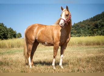 American Paint Horse, Yegua, 2 años, 150 cm, Palomino