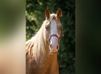 American Paint Horse, Yegua, 2 años, 150 cm, Palomino