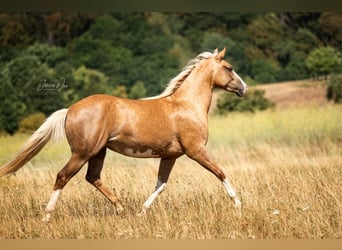 American Paint Horse, Yegua, 2 años, 150 cm, Palomino