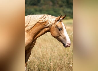 American Paint Horse, Yegua, 2 años, 150 cm, Palomino