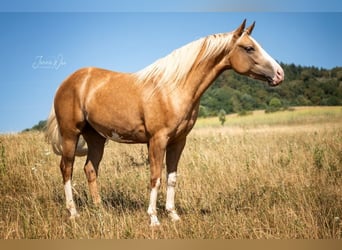 American Paint Horse, Yegua, 2 años, 150 cm, Palomino