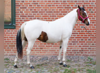 American Paint Horse Mestizo, Yegua, 2 años, 150 cm, Tobiano-todas las-capas