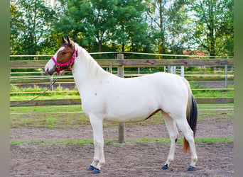 American Paint Horse Mestizo, Yegua, 2 años, 150 cm, Tobiano-todas las-capas