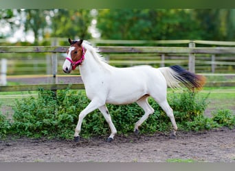 American Paint Horse Mestizo, Yegua, 2 años, 150 cm, Tobiano-todas las-capas