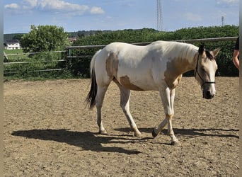 American Paint Horse, Yegua, 2 años, 150 cm, Tobiano-todas las-capas