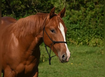 American Paint Horse, Yegua, 2 años, 153 cm, Alazán