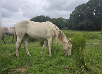 American Paint Horse, Yegua, 2 años, 153 cm, Champán