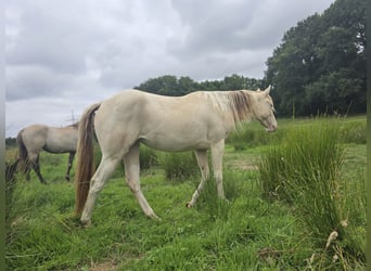 American Paint Horse, Yegua, 2 años, 153 cm, Champán