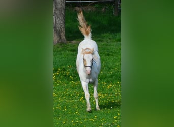 American Paint Horse, Yegua, 2 años, 155 cm, Champán