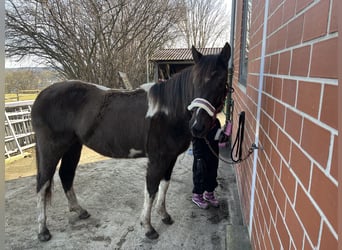 American Paint Horse, Yegua, 2 años, 155 cm, Tobiano-todas las-capas