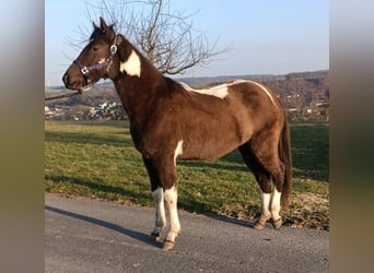 American Paint Horse, Yegua, 2 años, 155 cm, Tobiano-todas las-capas