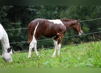 American Paint Horse, Yegua, 2 años, 158 cm, Tobiano-todas las-capas