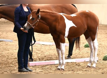 American Paint Horse, Yegua, 2 años, 160 cm, Tobiano-todas las-capas