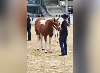 American Paint Horse, Yegua, 2 años, 160 cm, Tobiano-todas las-capas