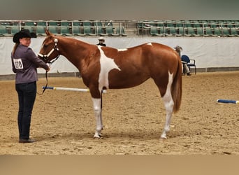 American Paint Horse, Yegua, 2 años, 160 cm, Tobiano-todas las-capas