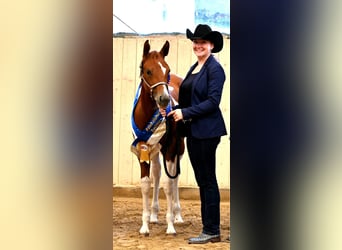 American Paint Horse, Yegua, 2 años, 160 cm, Tobiano-todas las-capas