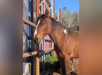 American Paint Horse, Yegua, 2 años, Castaño