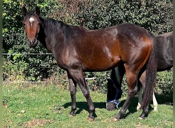 American Paint Horse, Yegua, 2 años, Castaño