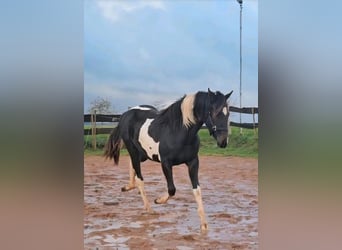 American Paint Horse, Yegua, 2 años, Tobiano-todas las-capas