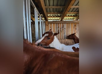 American Paint Horse, Yegua, 2 años, Tobiano-todas las-capas