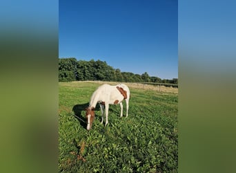 American Paint Horse, Yegua, 2 años, Tobiano-todas las-capas