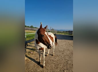American Paint Horse, Yegua, 2 años, Tobiano-todas las-capas