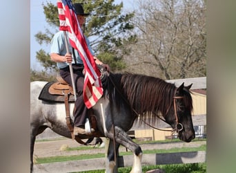 American Paint Horse, Yegua, 3 años, 142 cm, Ruano azulado