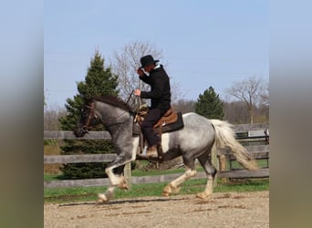 American Paint Horse, Yegua, 3 años, 142 cm, Ruano azulado