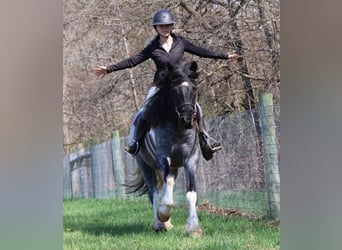 American Paint Horse, Yegua, 3 años, 142 cm, Ruano azulado