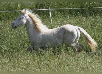 American Paint Horse, Yegua, 3 años, 150 cm, Perlino