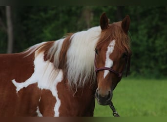American Paint Horse, Yegua, 3 años, 150 cm, Tobiano-todas las-capas