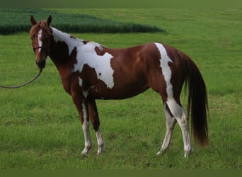 American Paint Horse, Yegua, 3 años, 150 cm, Tobiano-todas las-capas