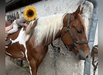 American Paint Horse, Yegua, 3 años, 150 cm, Tobiano-todas las-capas