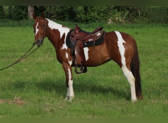 American Paint Horse, Yegua, 3 años, 150 cm, Tobiano-todas las-capas