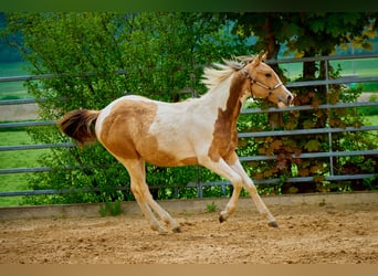 American Paint Horse, Yegua, 3 años, 150 cm, Tobiano-todas las-capas