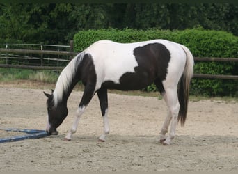 American Paint Horse, Yegua, 3 años, 150 cm