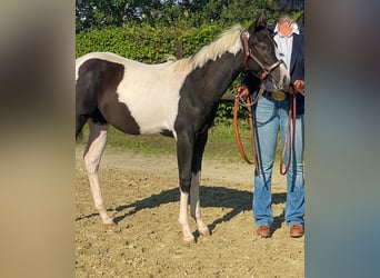 American Paint Horse, Yegua, 3 años, 150 cm