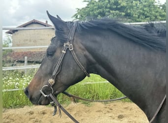 American Paint Horse, Yegua, 3 años, 153 cm, Castaño oscuro