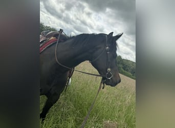 American Paint Horse, Yegua, 3 años, 153 cm, Castaño oscuro