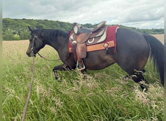 American Paint Horse, Yegua, 3 años, 153 cm, Castaño oscuro