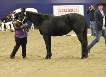 American Paint Horse, Yegua, 3 años, 153 cm, Castaño oscuro