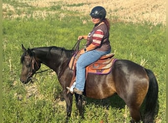 American Paint Horse, Yegua, 3 años, 153 cm, Castaño oscuro