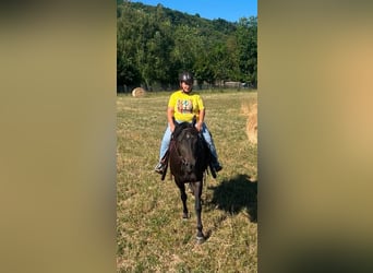 American Paint Horse, Yegua, 3 años, 153 cm, Castaño oscuro